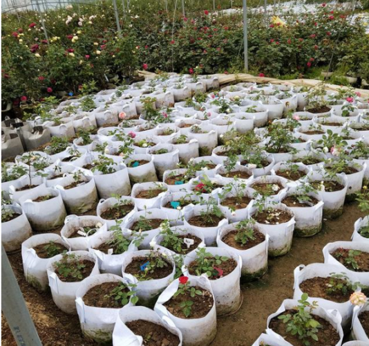 加厚無紡布植樹袋耐曬嗎
